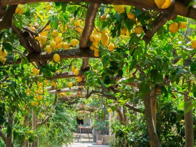 Fruits in Lemon garden of Sorrento at summer