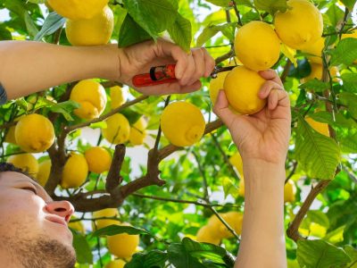 Smiling young man farmer picking lemons from the tree in the orchard on a sunny day. Seasonal, summer, autumn, homegrown, hobby concept. Harvesting in Spain
